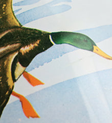 Antique Duck Popcorn Tin ( Chuck’s Popcorn)  - 1970’s