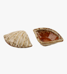Ceramic Shell Trinket Box