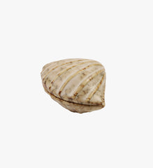 Ceramic Shell Trinket Box